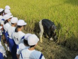 稲の刈り方を実演する地域支援ボランティア