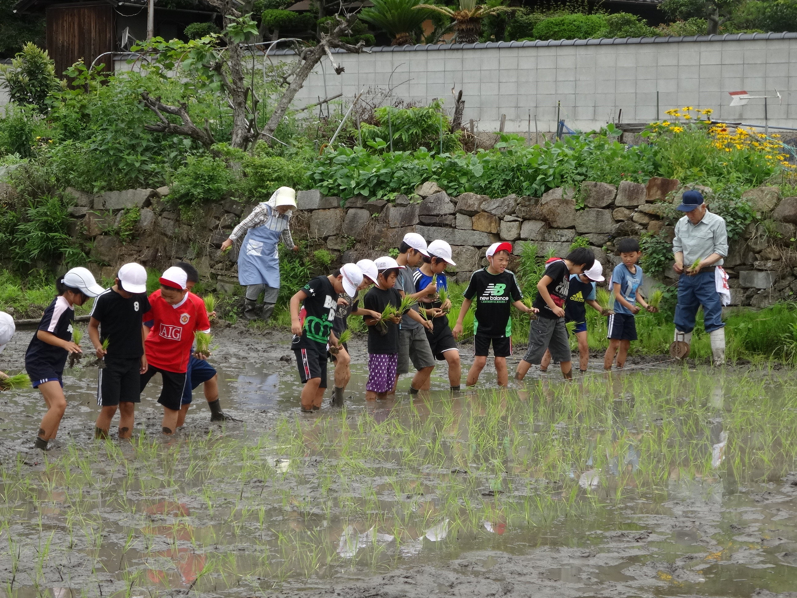 田植え