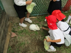 うさぎふれあい体験の様子です。