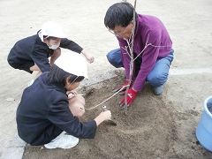 栽培委員会植樹の様子です。