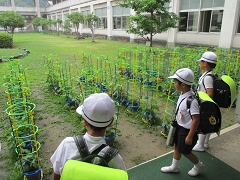 １年生のあさがおの花の様子です。