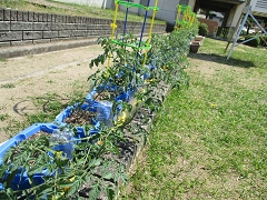 春の植物の様子です。