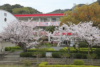 南浦小学校の校舎と桜です。
