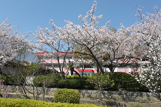 南浦小学校の校舎と桜です。