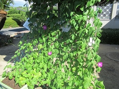 親子クリーン作戦の様子です。