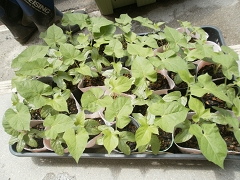 宇宙あさがおの植え替えの様子です。