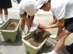 宇宙あさがおの植え替えの様子です。