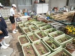 宇宙あさがおの植え替えの様子です。