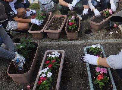 花の苗の植え替え