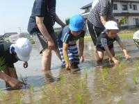 田植えをしたよ