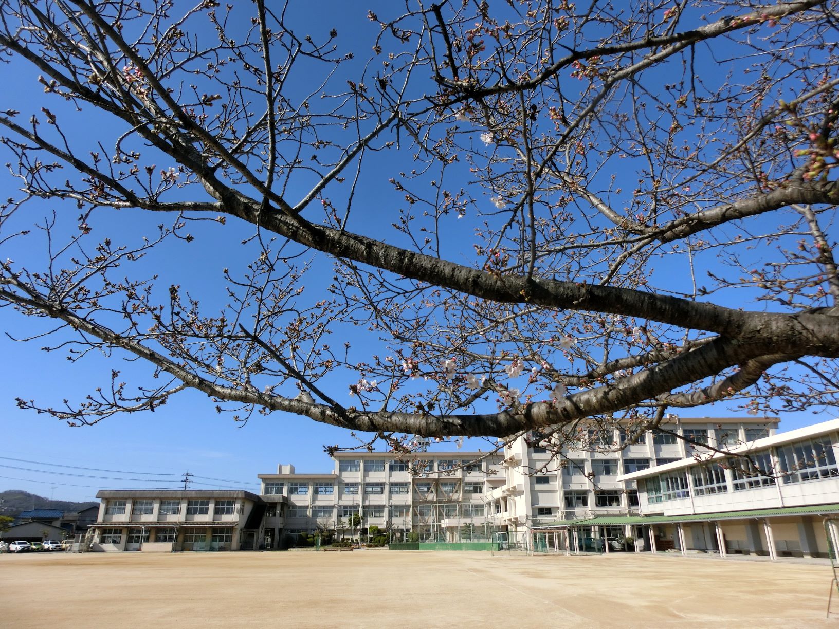 ４月１日の校庭の風景