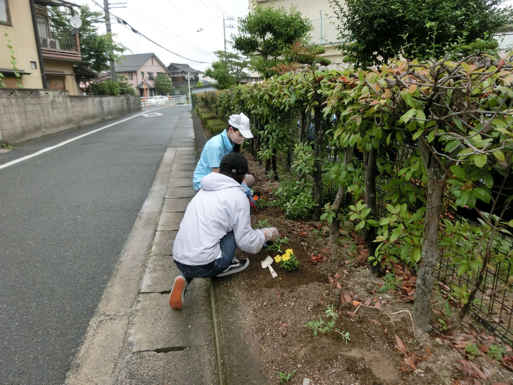 花ボラ