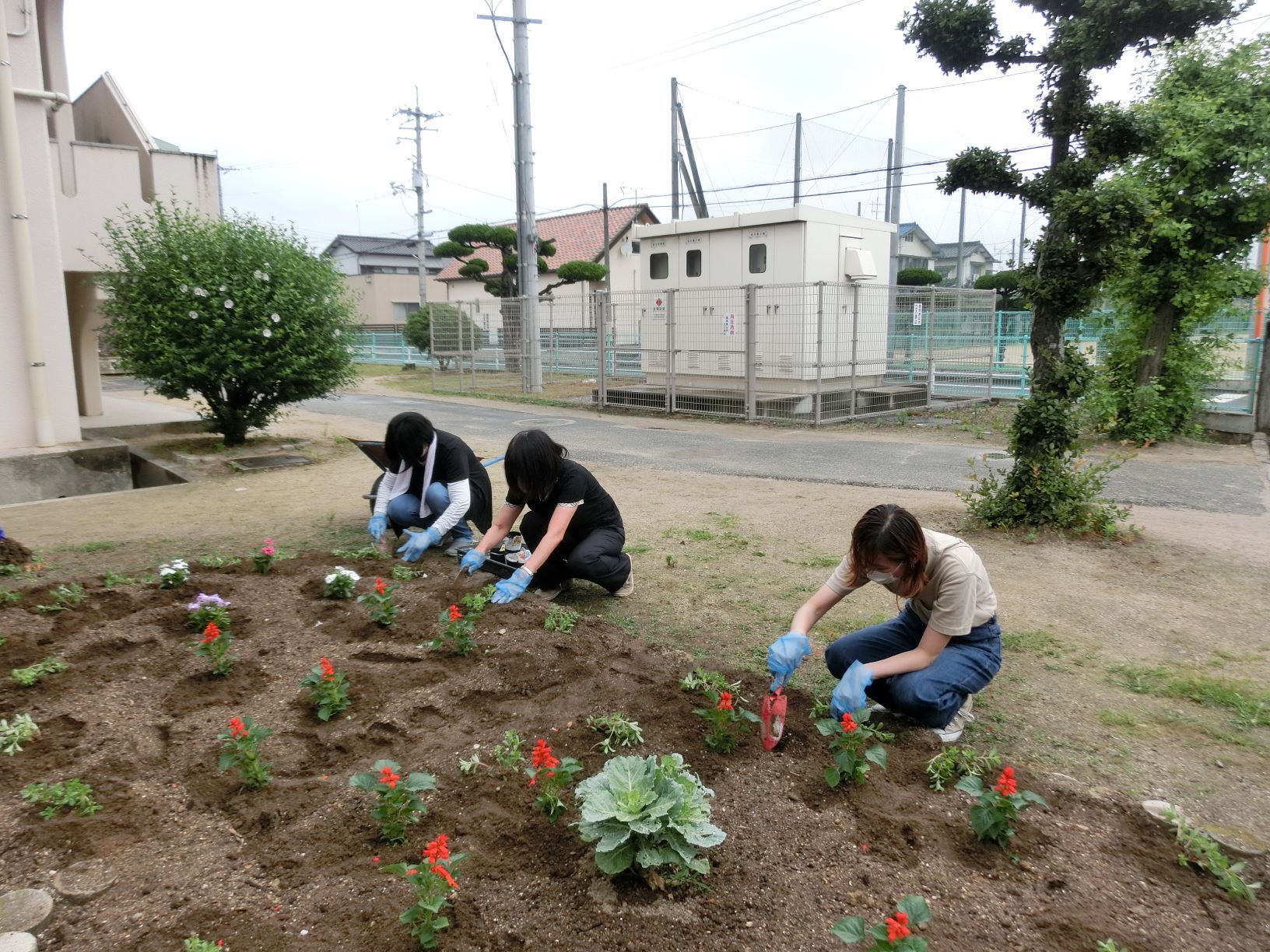 花ボラ