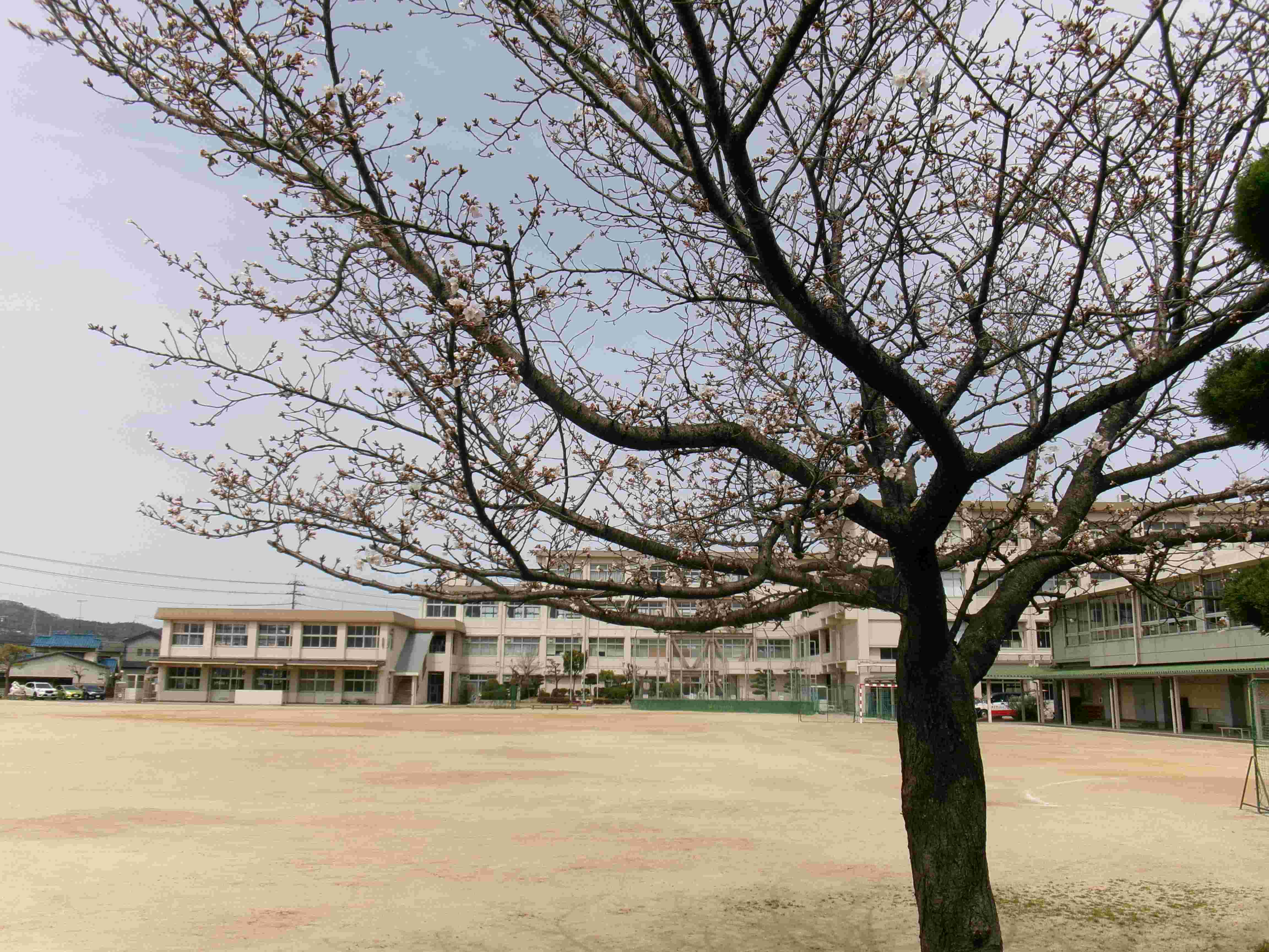 ４月１日の校庭の風景