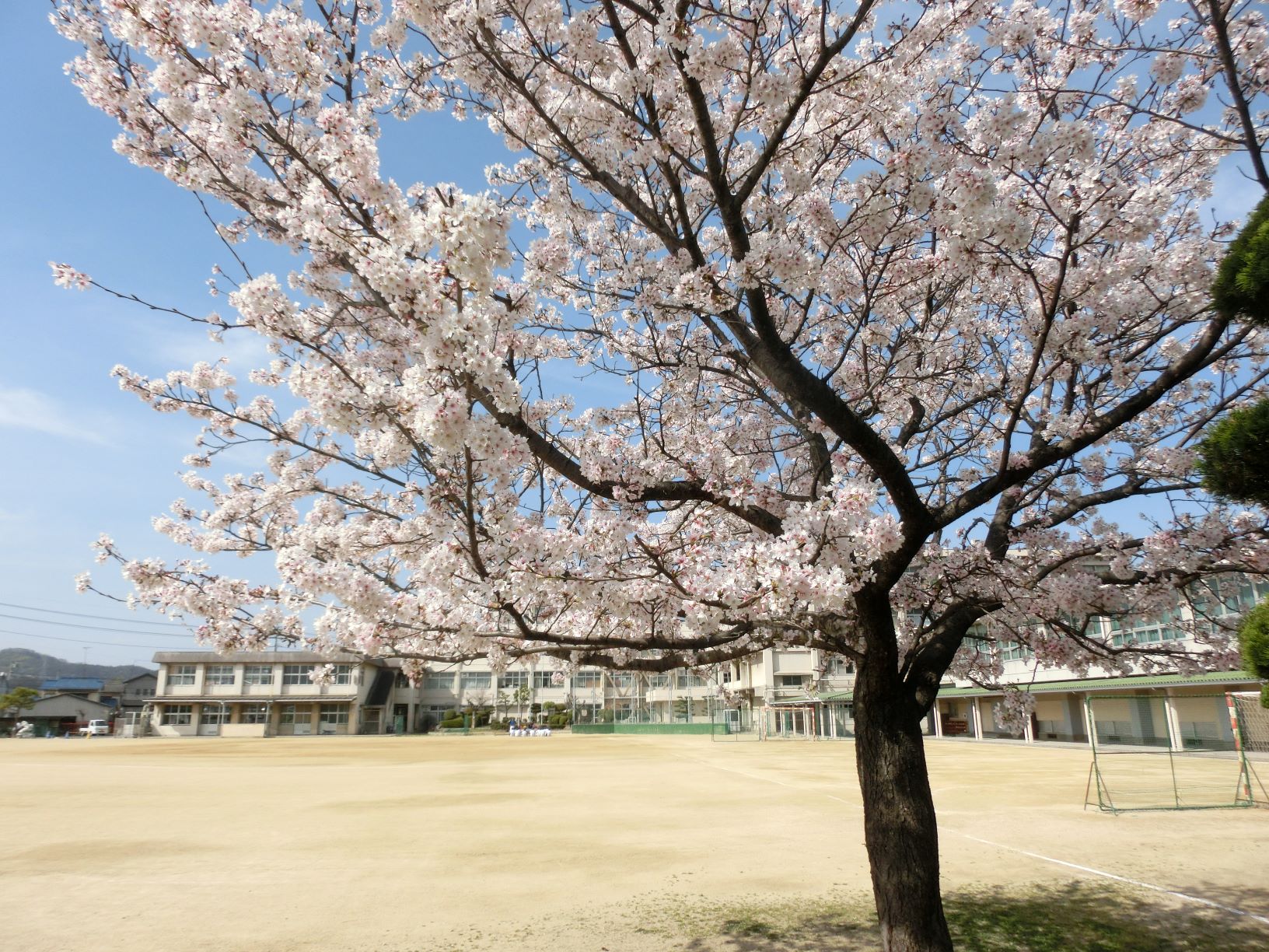 ４月１日校庭