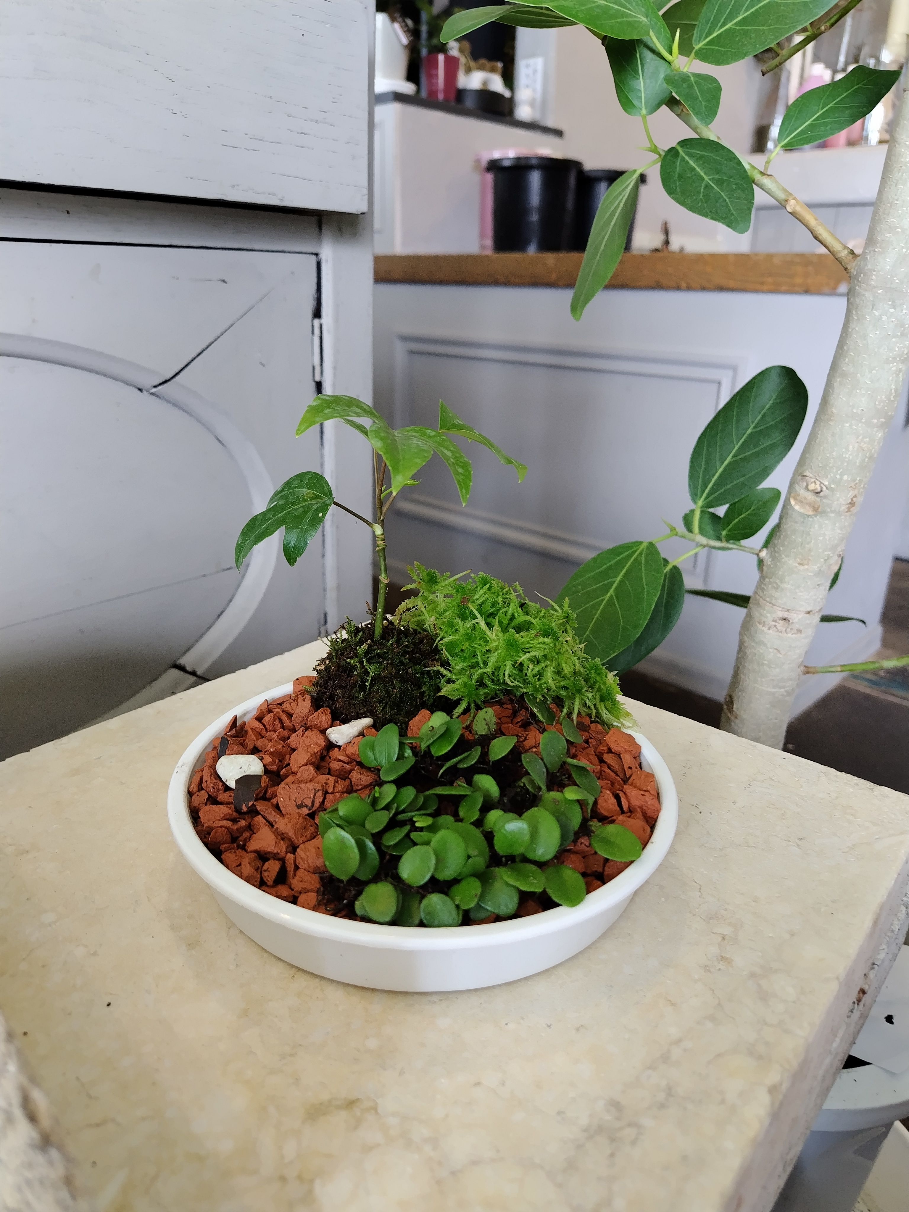 多肉植物の寄せ植え