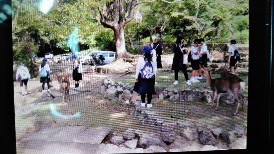 奈良公園