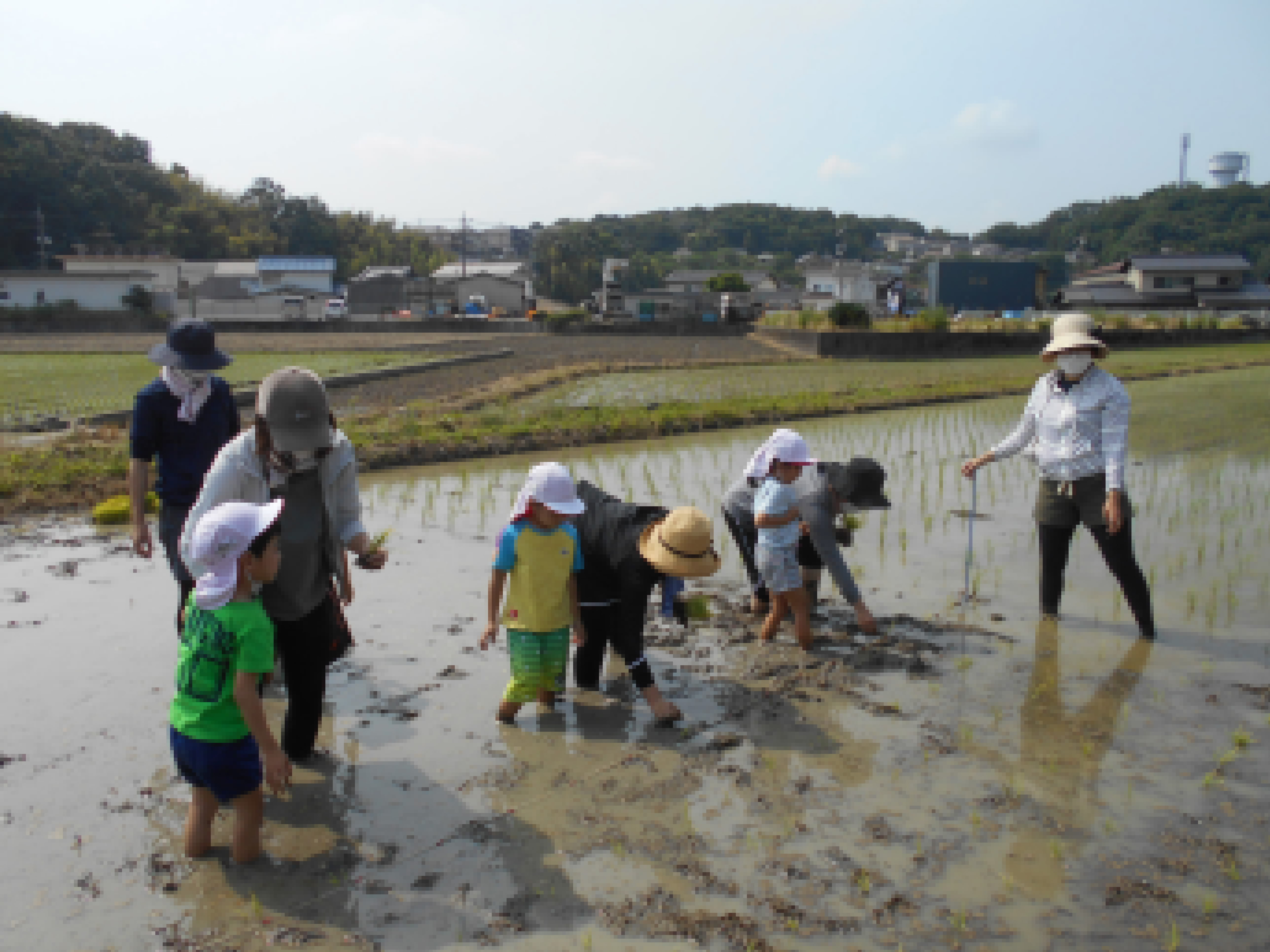 taue