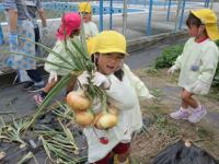 タマネギ収穫
