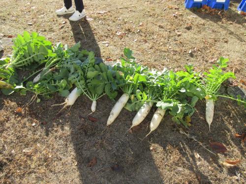 大根収穫1