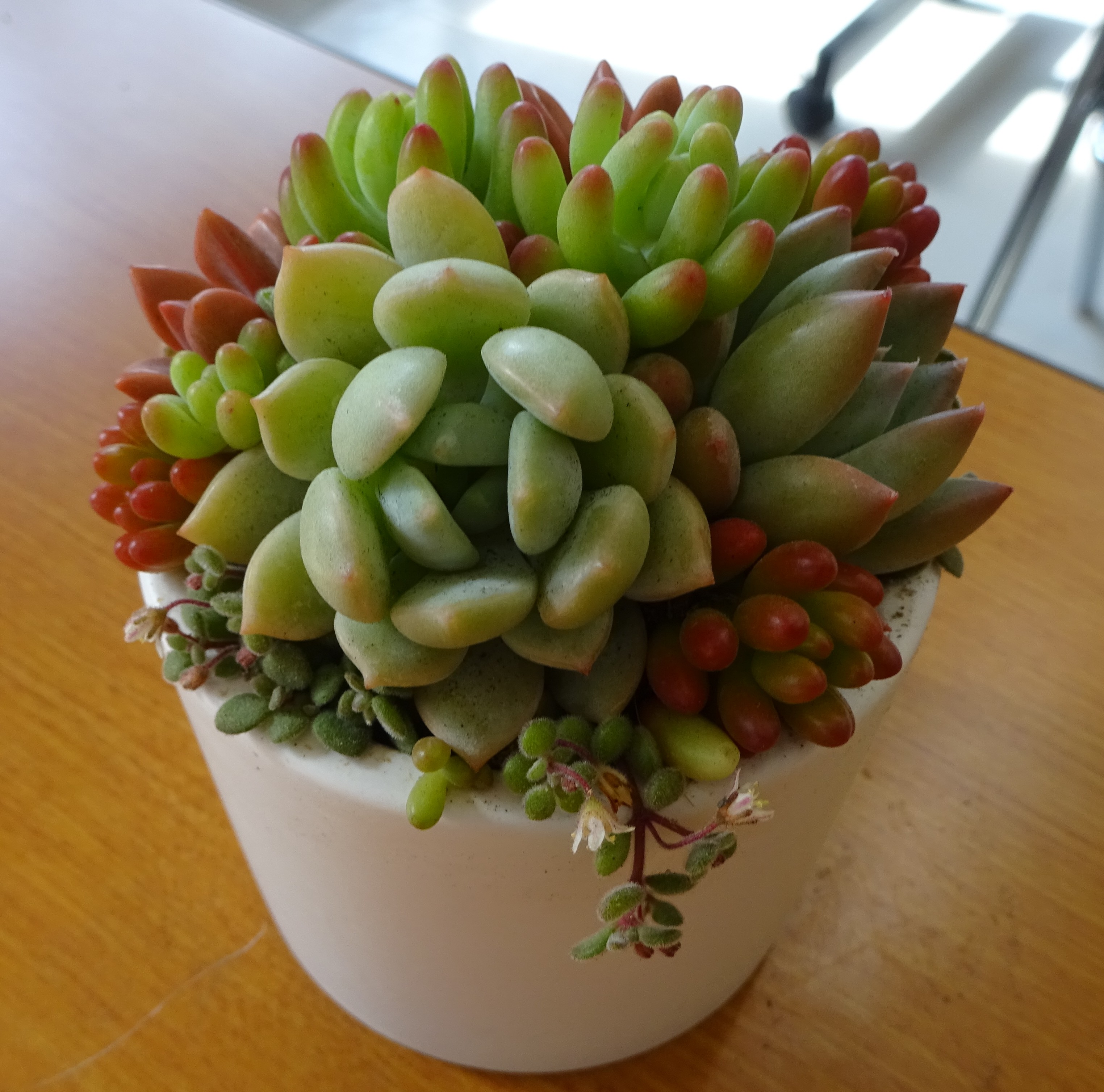 多肉植物