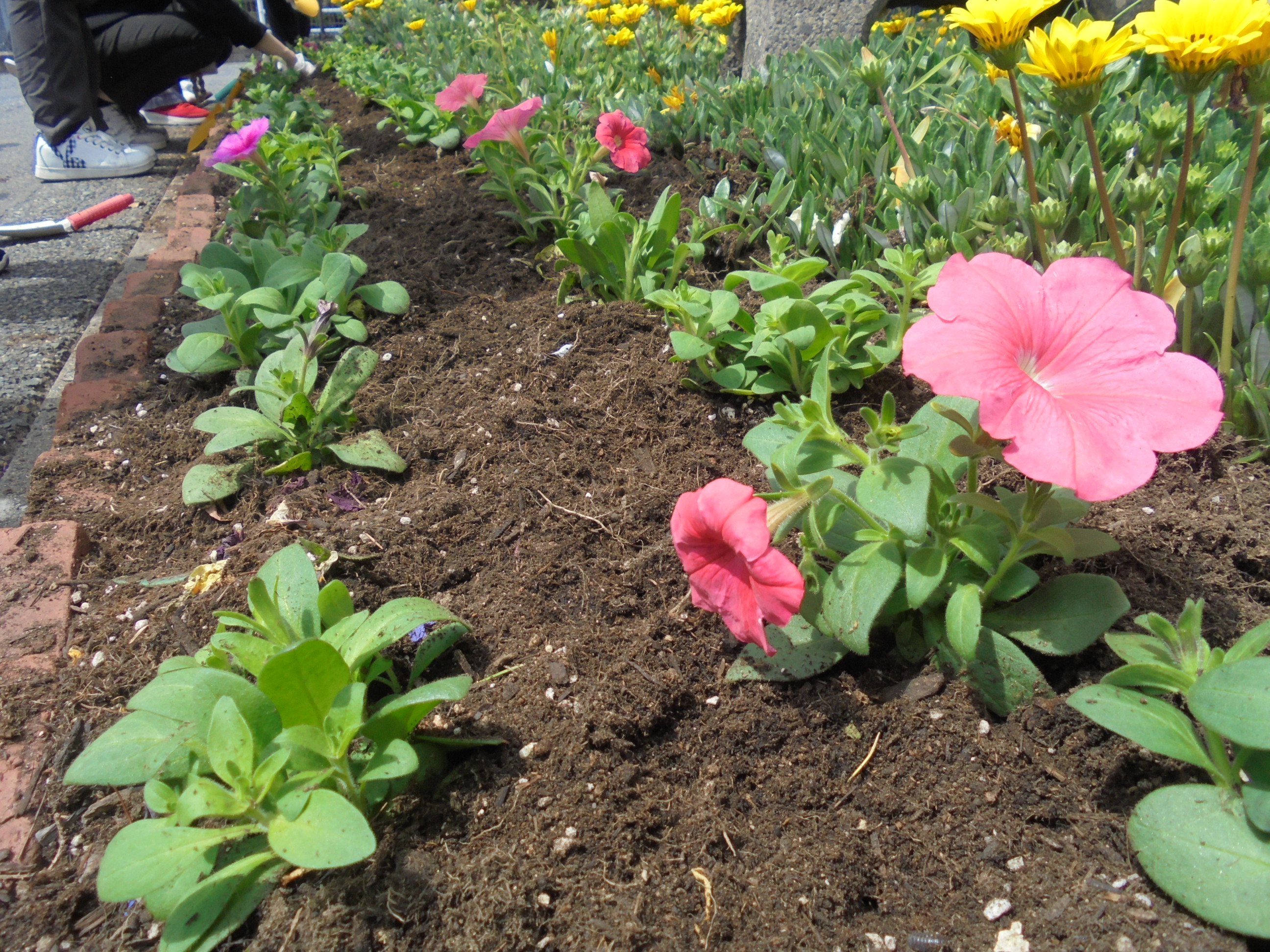 花植え写真その2