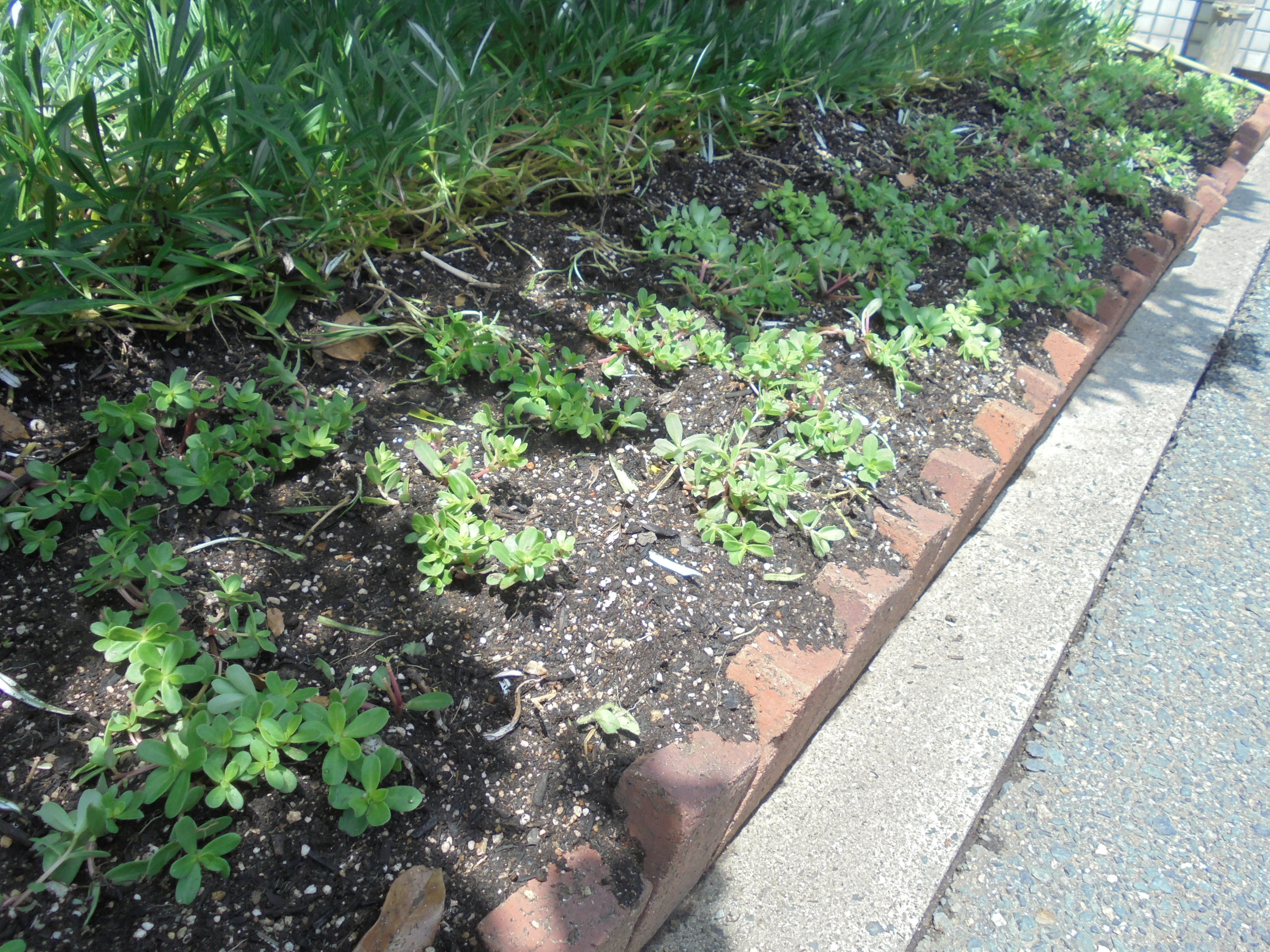 花植え写真その1