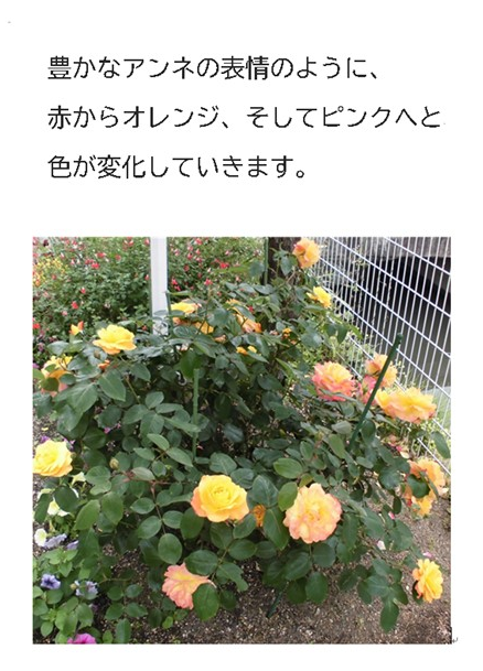 アンネのバラ2