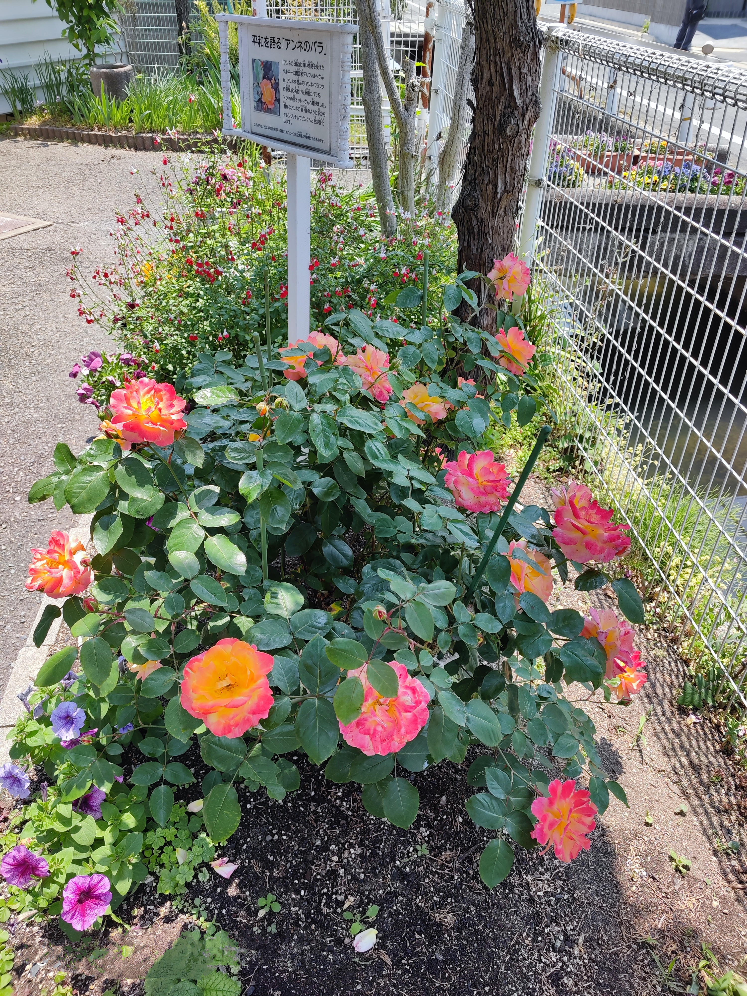 バラ