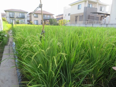 成長した稲の写真