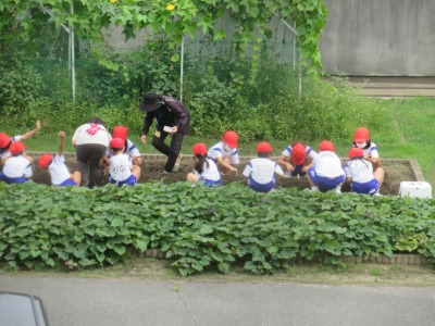 学級園に大根の種をまく１年２組の子どもたち