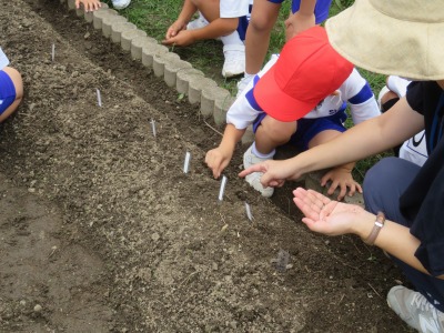 大根の種をまく１年１組の子どもたち