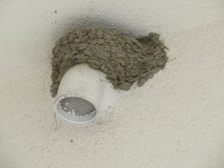 図画工作室前の換気口につばめが巣を作っています。