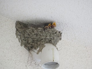 卵からかえった４羽のひなが巣の中で大きく口を変えている様子