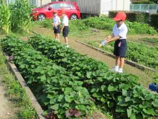 学級園のさつまいもに水をやる１年生