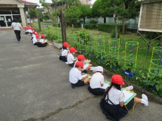 あさがおの観察をする１年２組の子どもたち