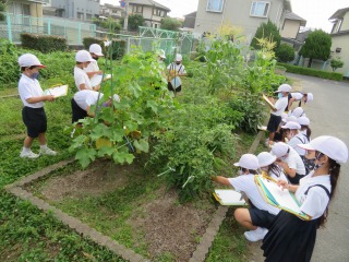 学級園のトマトやなす，きゅうり，トウモロコシなどの成長の様子を観察する２年２組の子どもたち
