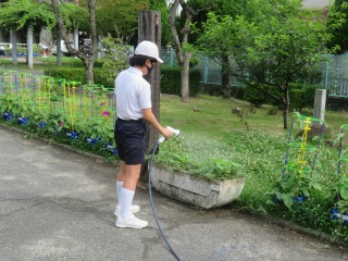 校内の植物に常時活動として水やりをする環境委員会の児童