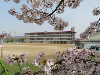さくらの花と校舎の写真