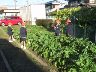 大根に水をやる１年生