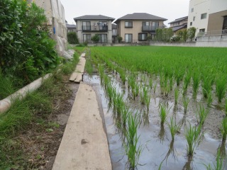 ５年生が植えた稲が順調に育っている写真