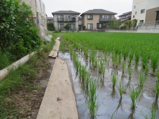 町別児童会で新１年生を紹介している写真