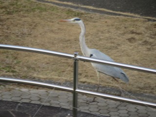 池の周りに来たアオサギ