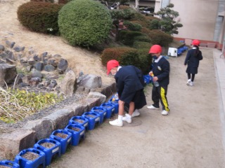 チューリップに水やりをする１年生